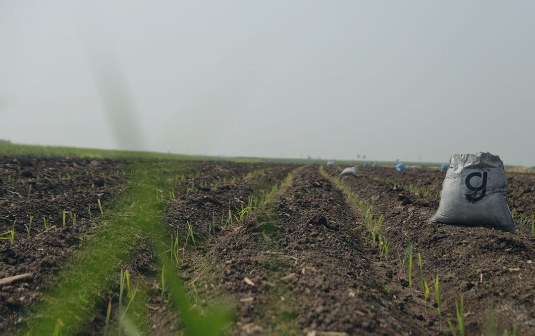 Biochar applied to field rows